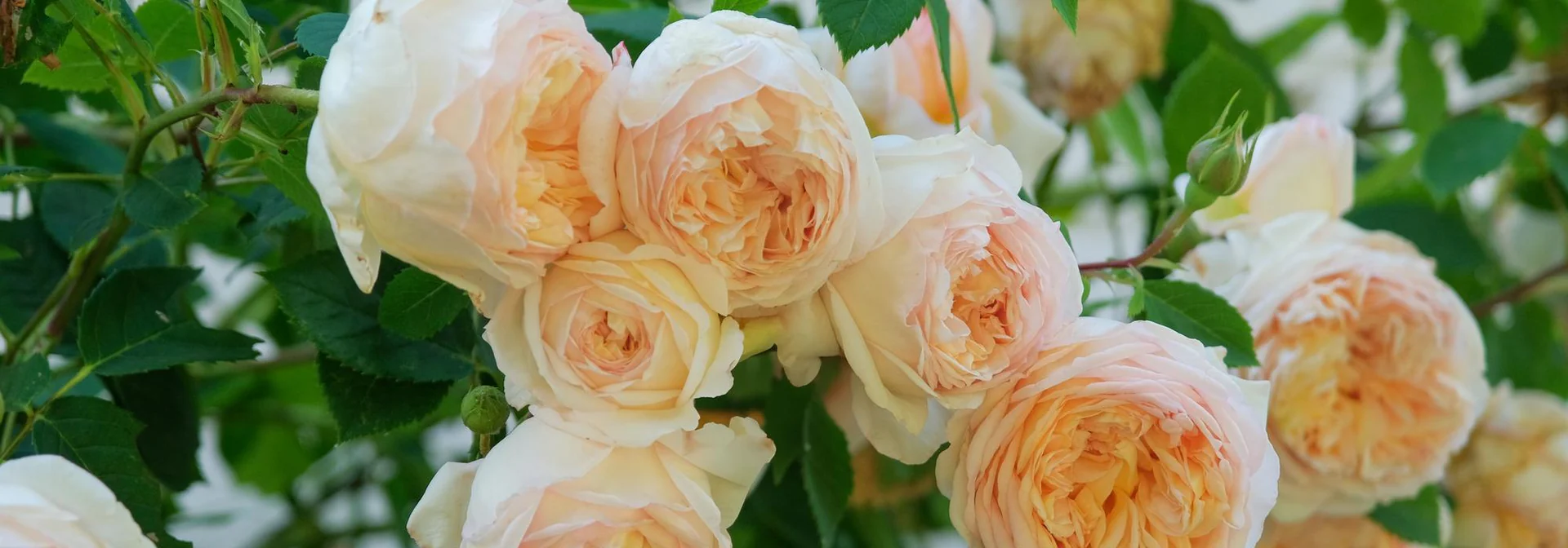 Breathtaking English Roses for Life